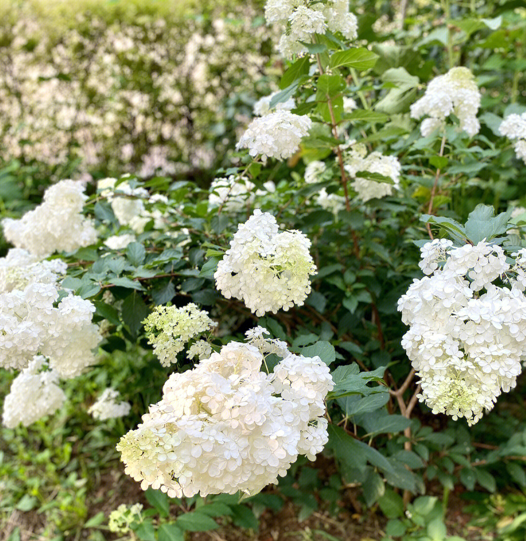 香草草莓绣球的优缺点图片