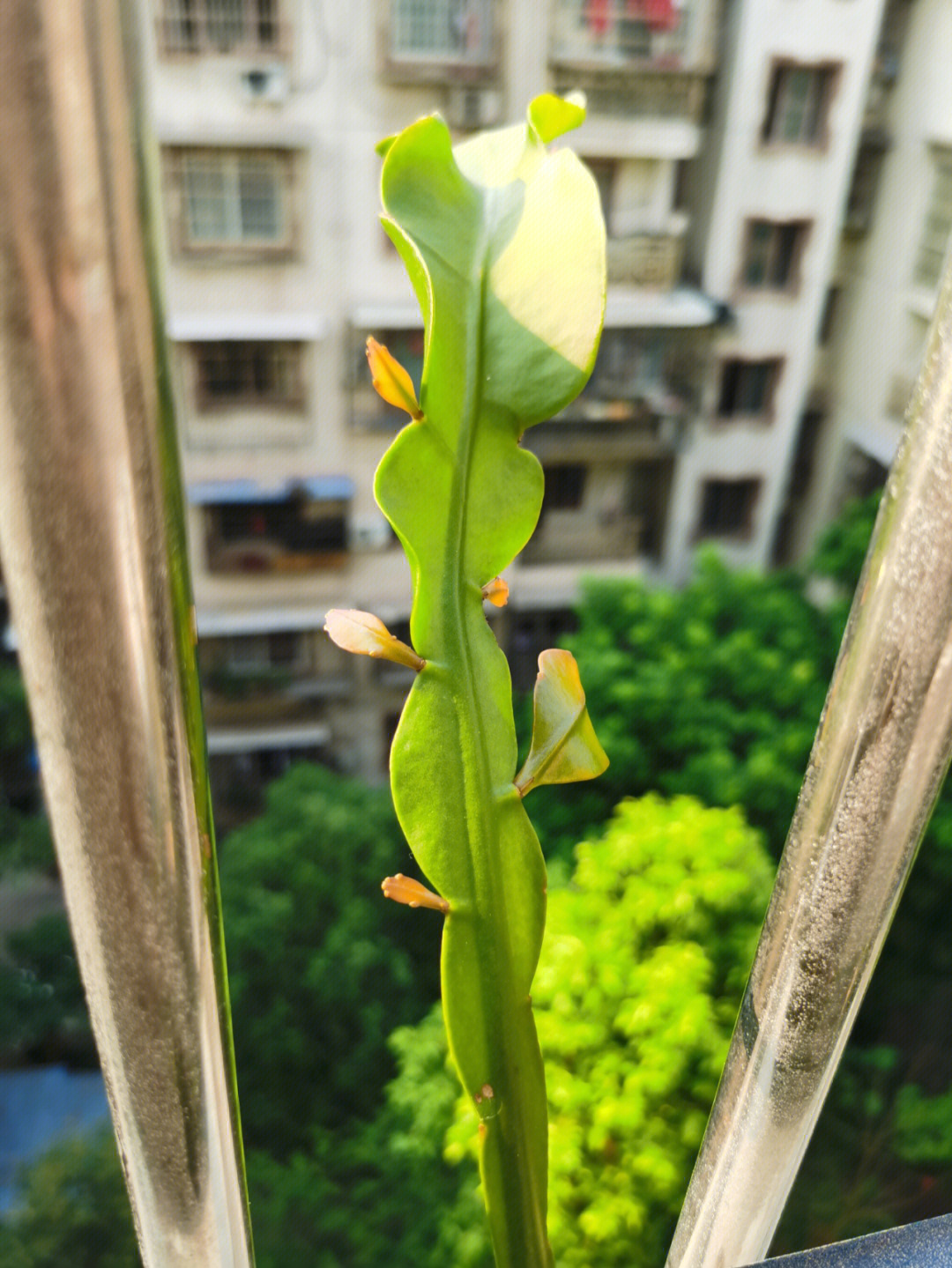 昙花种子发芽图片图片