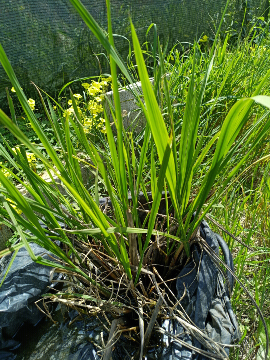 西班牙茭白苗