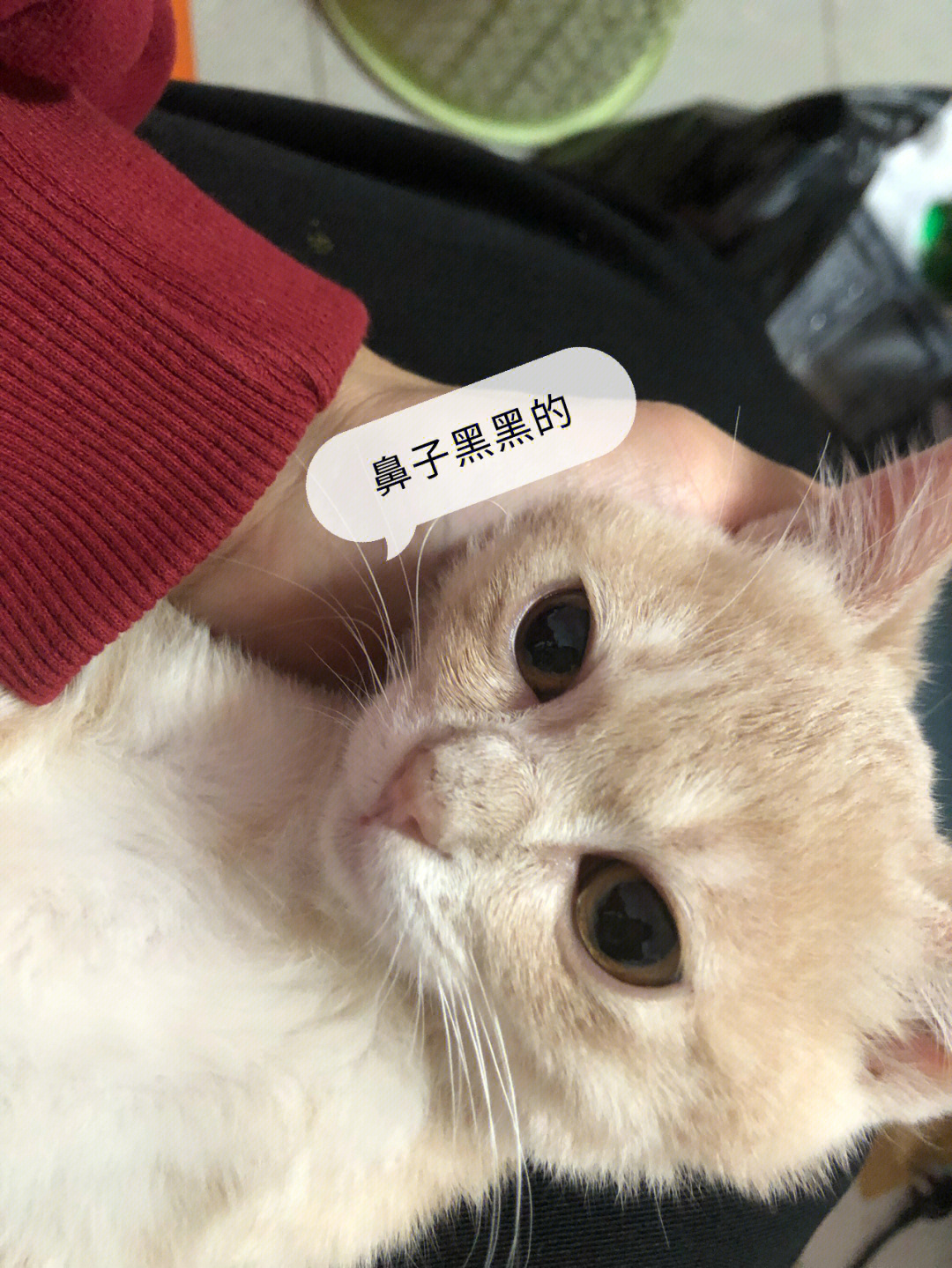 求解突然发现猫咪鼻子黑黑的