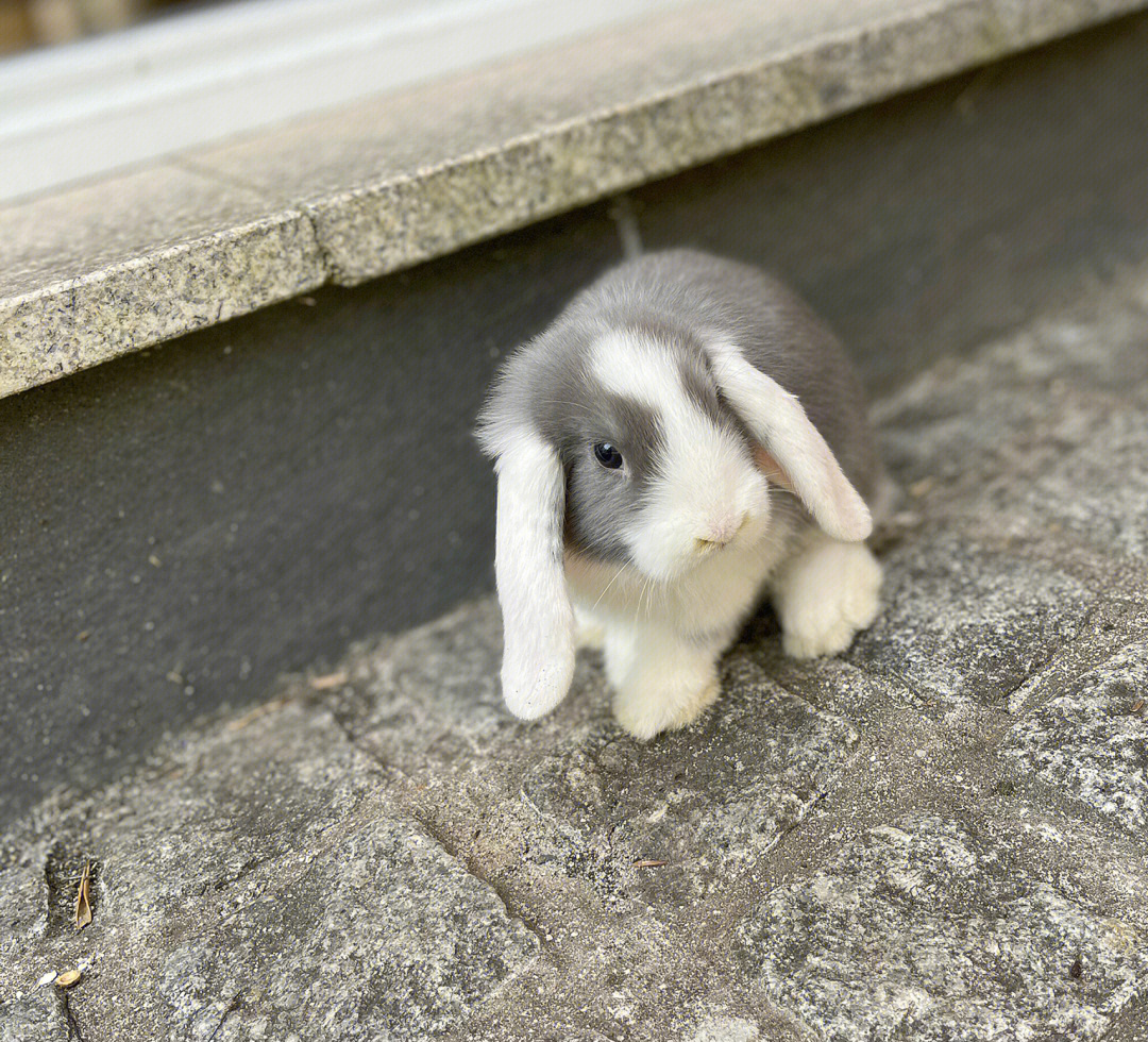 灰白垂耳兔长大图片