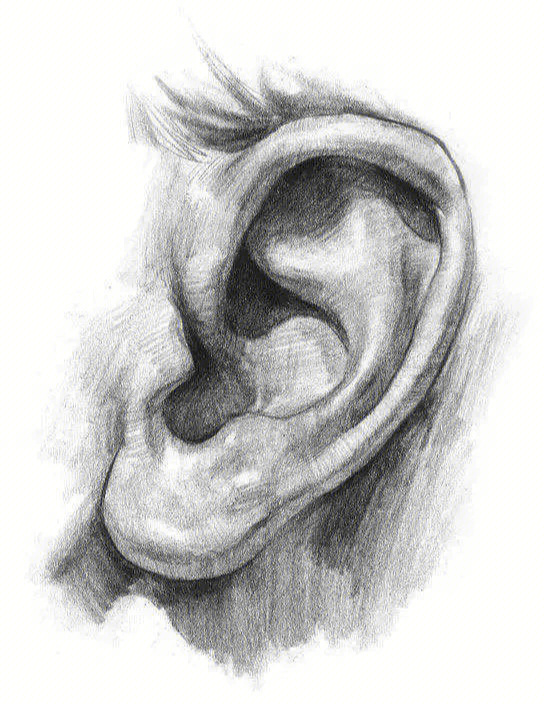 素描局部耳朵