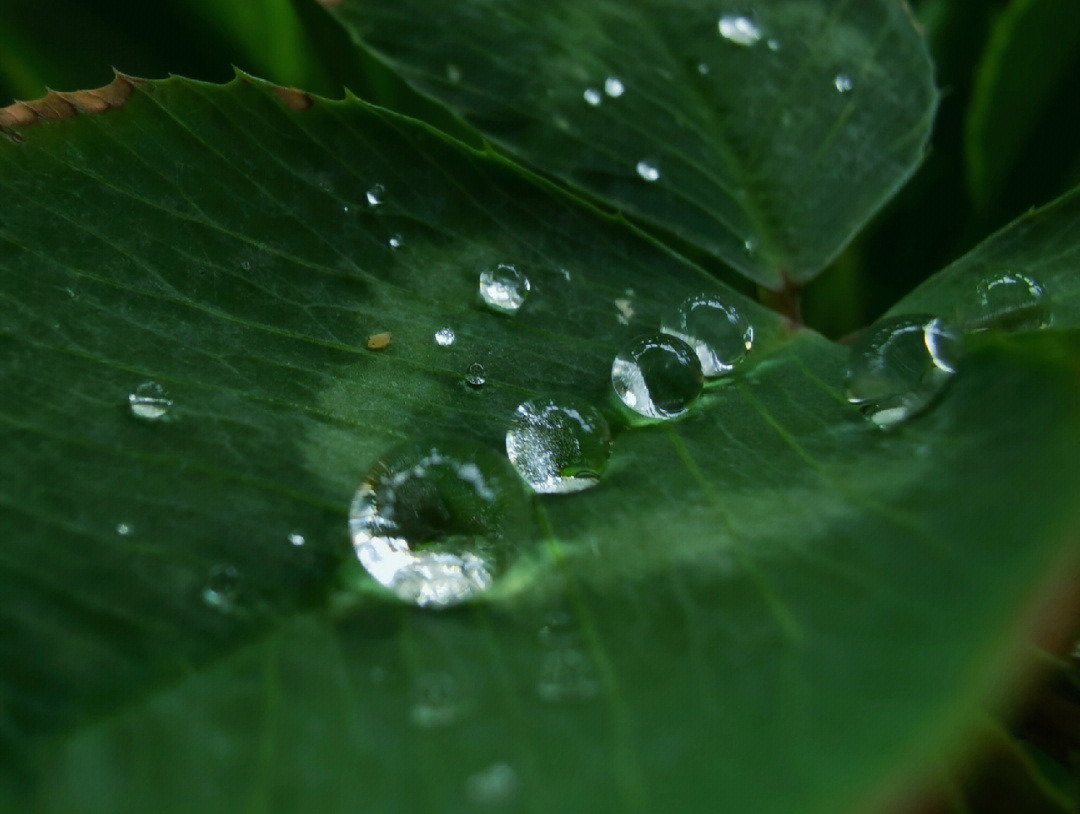 雨露