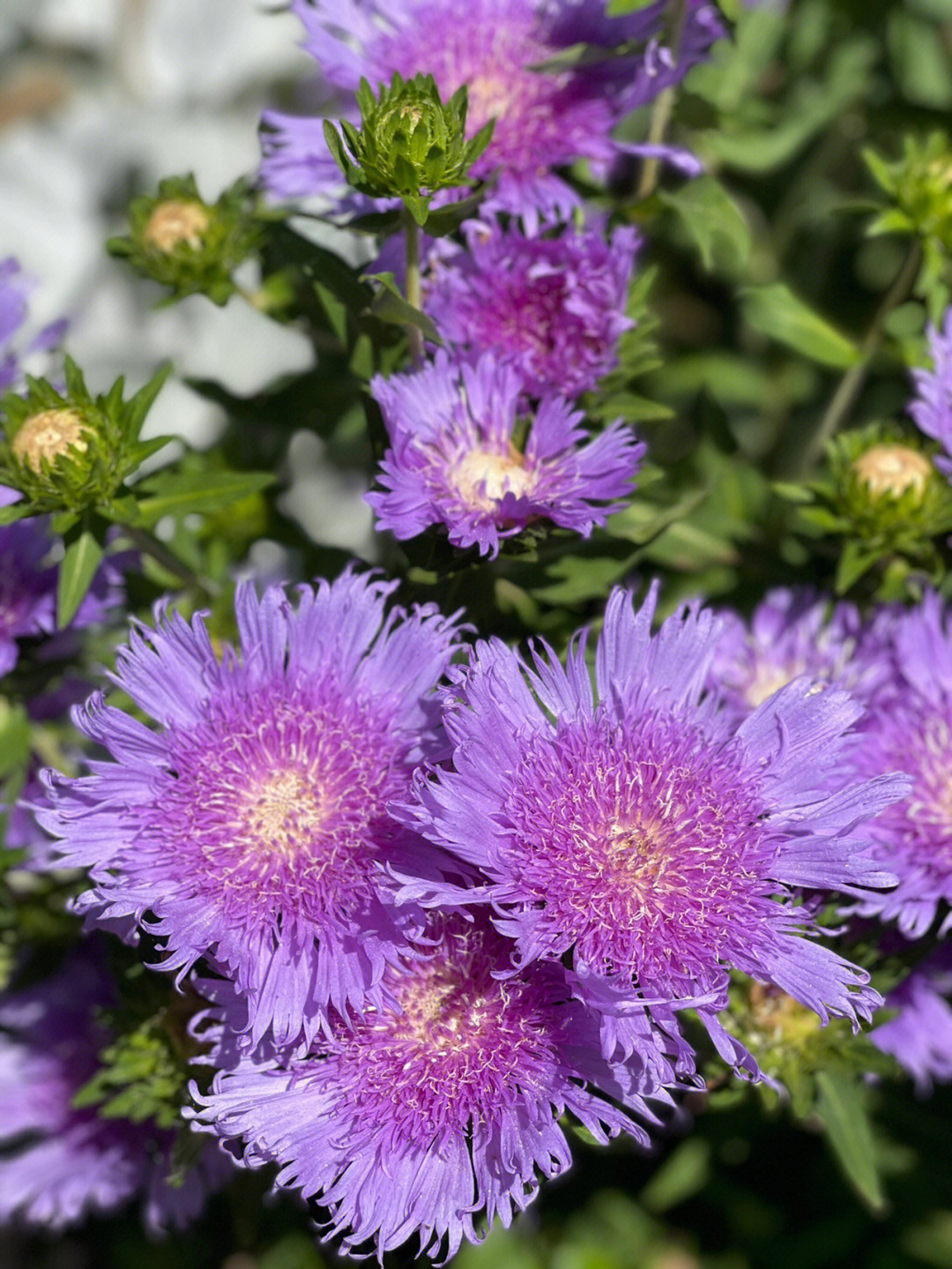 紫色菊花叫什么名字图片
