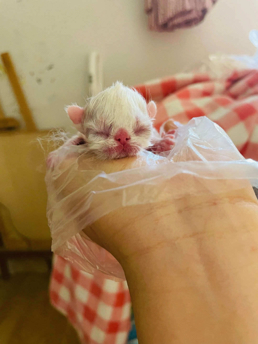 刚出生的加菲猫的照片图片