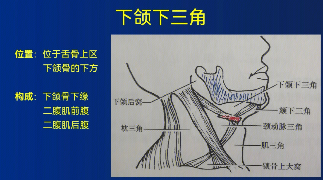 局部解剖学颈部下颌下三角