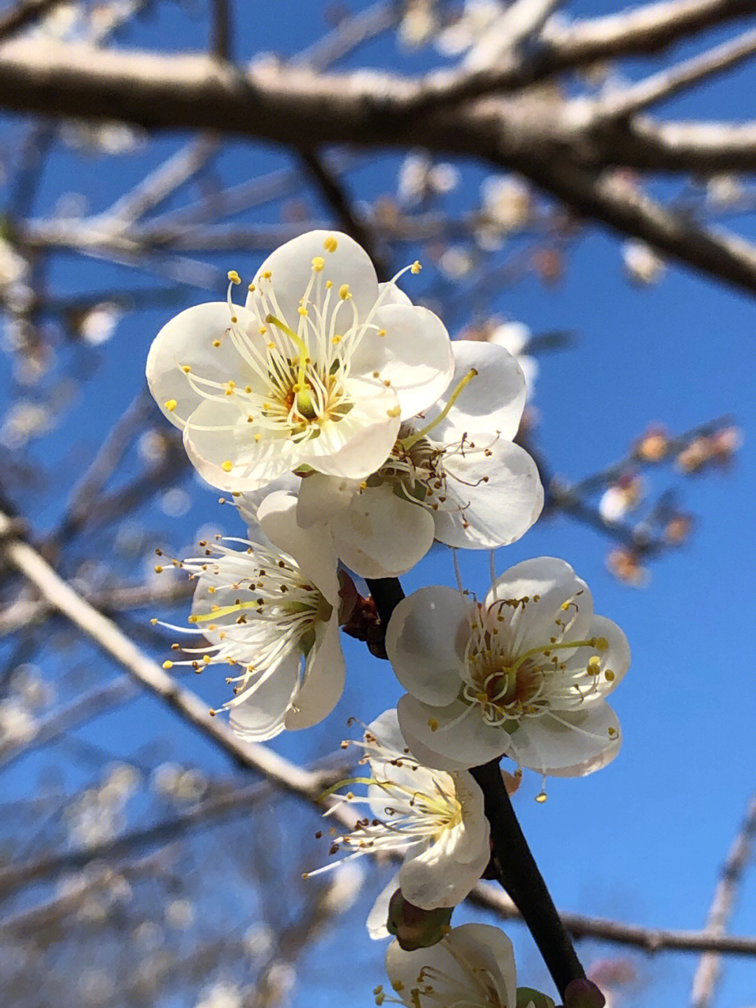 梅花不开花时的样子图片