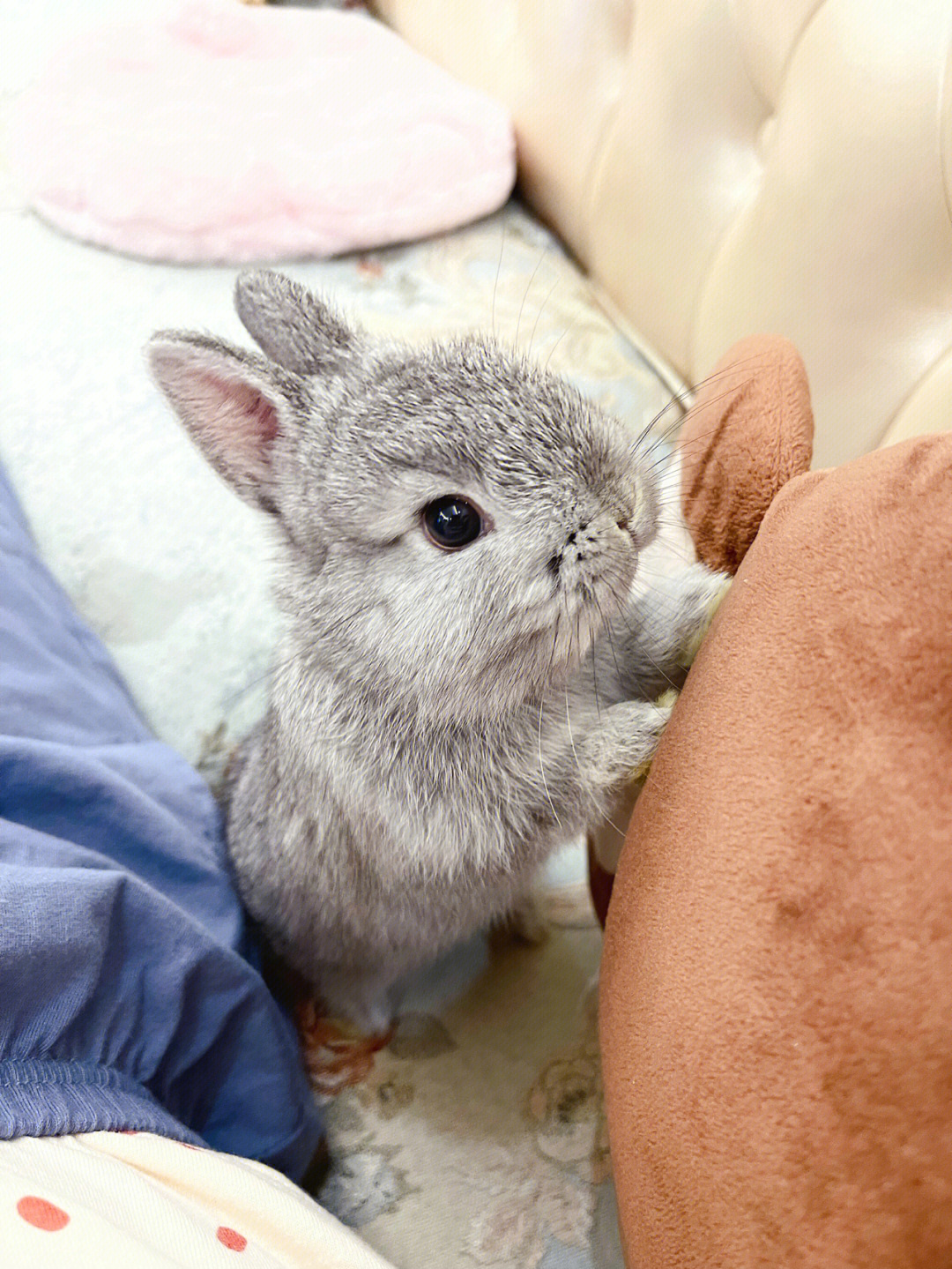 可爱迷人的小兔子