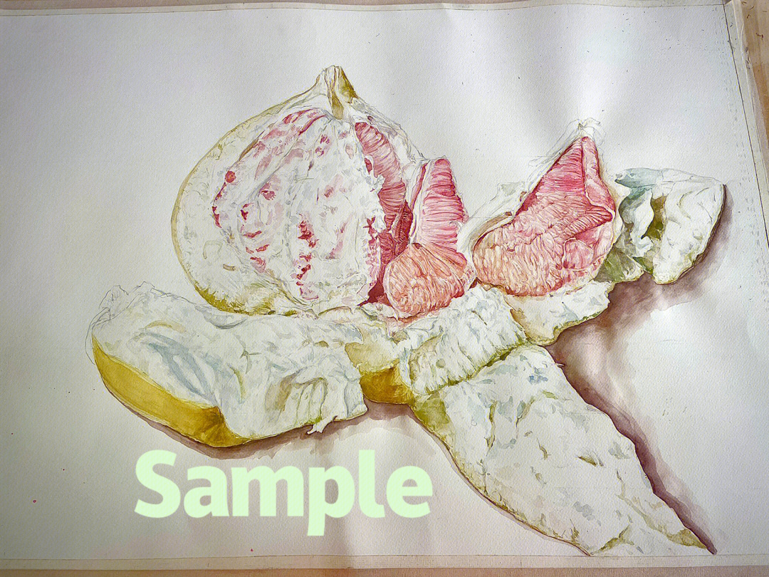 美国葡萄柚手绘图片