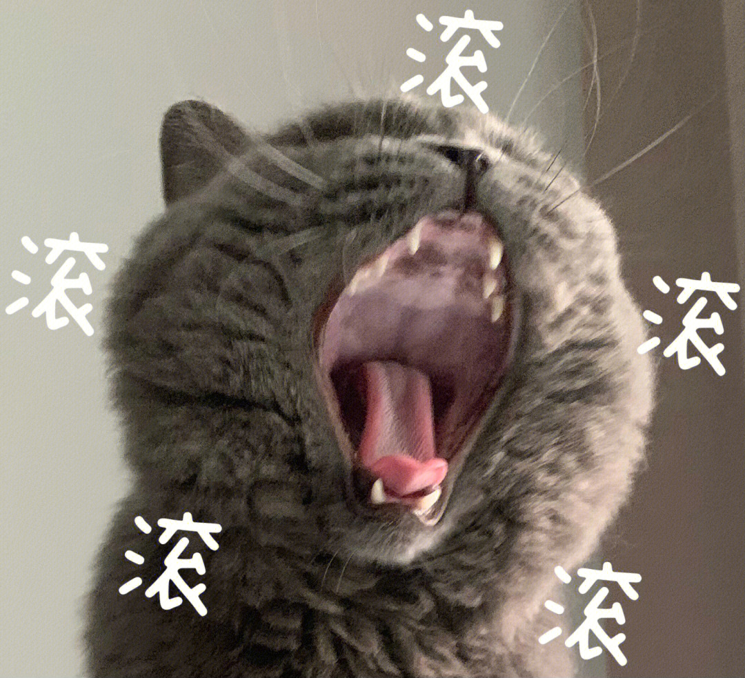 猫表情包含义图片