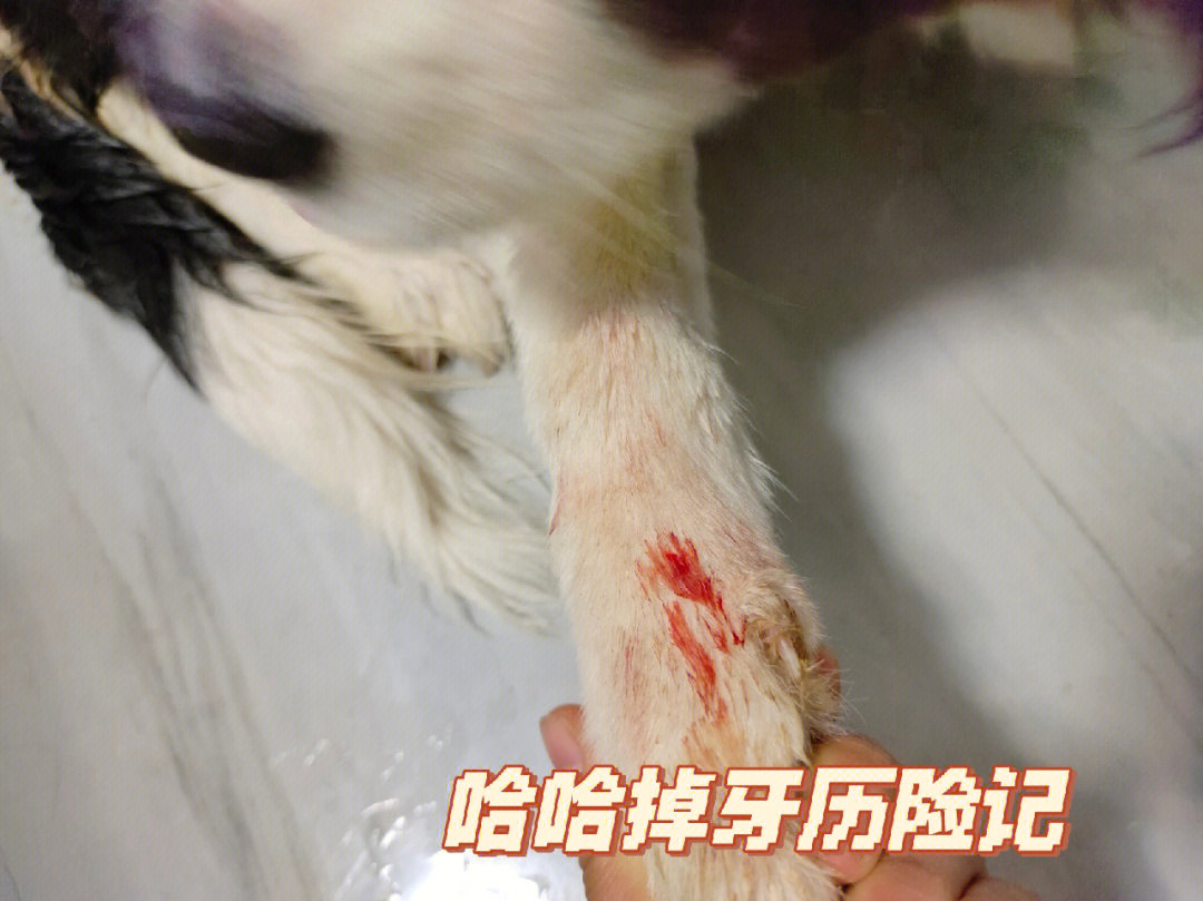 猎犬长牙出血图片