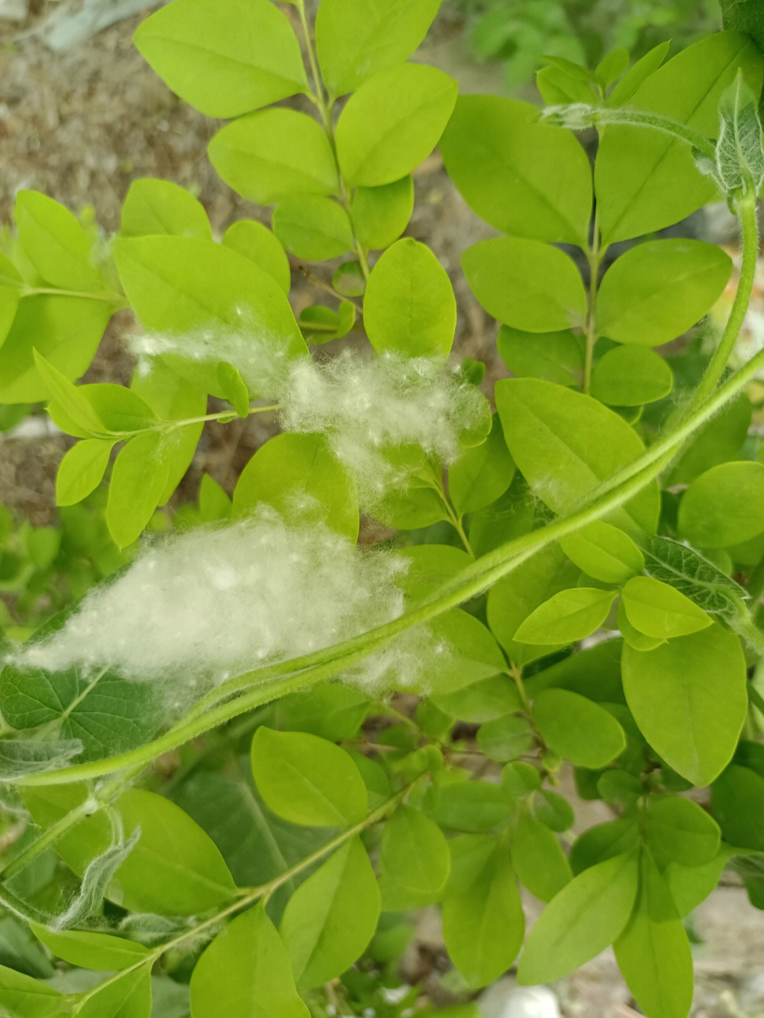 飞絮满天飞图片