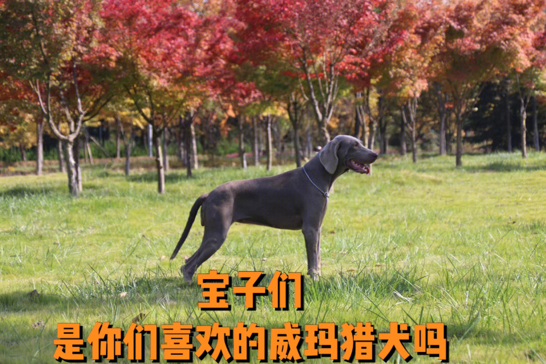 威玛犬体重图片