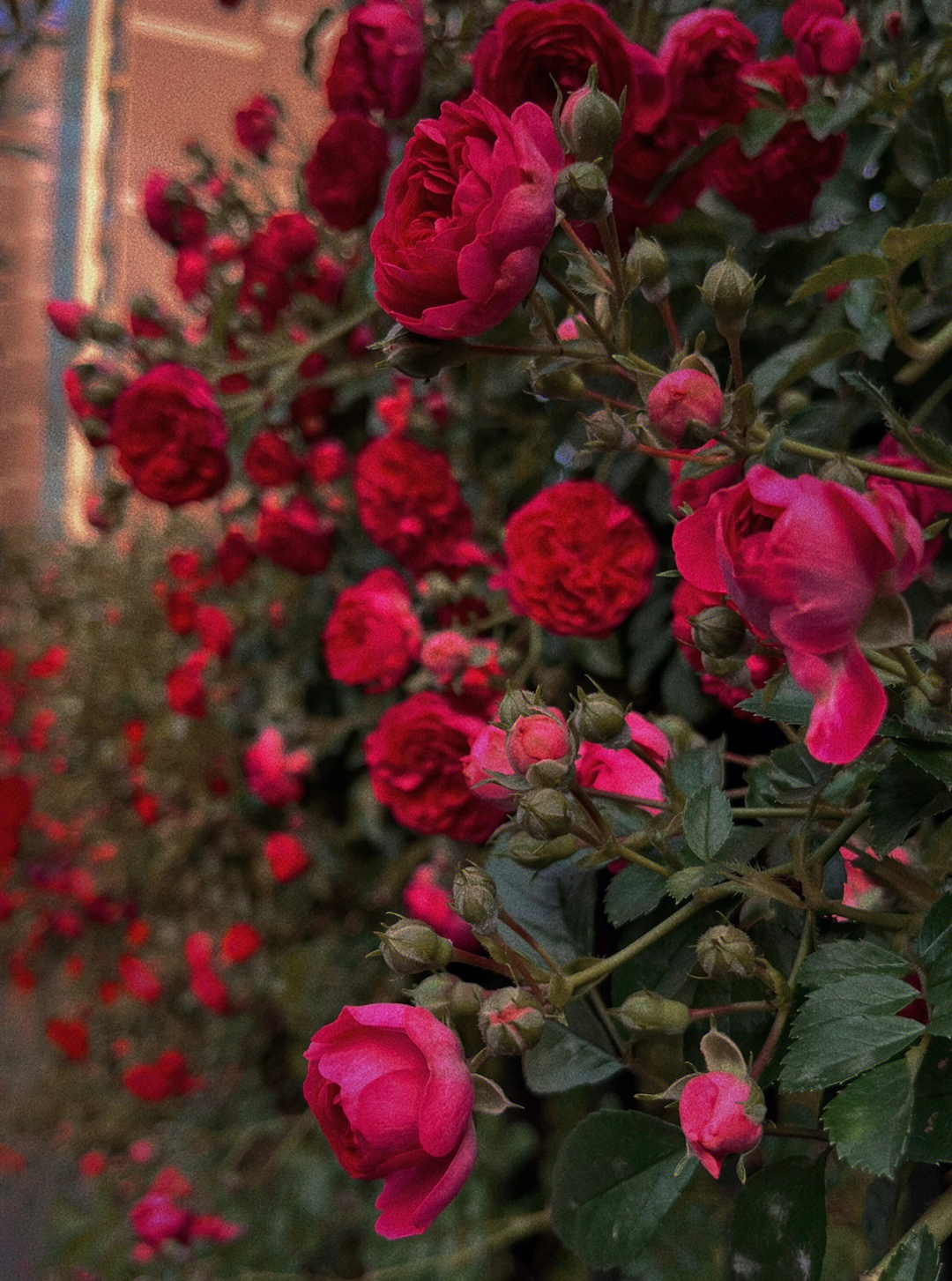 但是不影响它的美过段时间应该更好看#蔷薇花#月季#贵阳