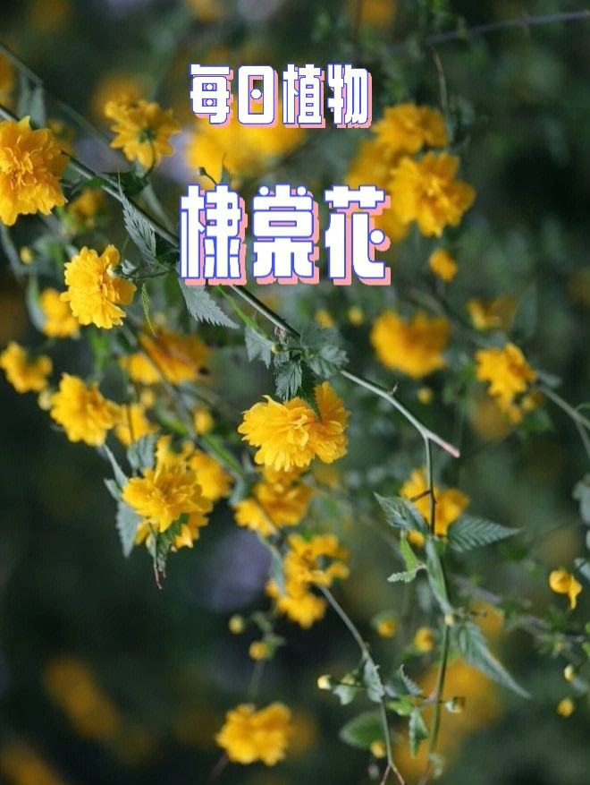 棣棠花的花语图片