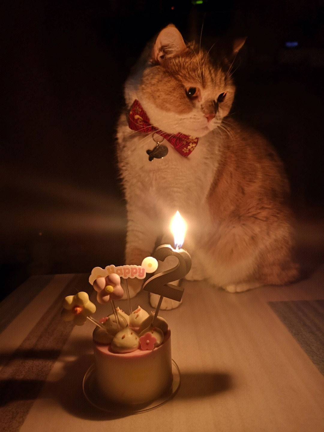 猫咪过生日图片唯美图片