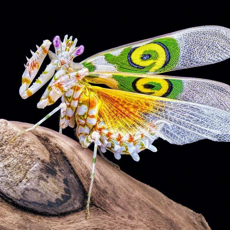 螳螂风筝图片