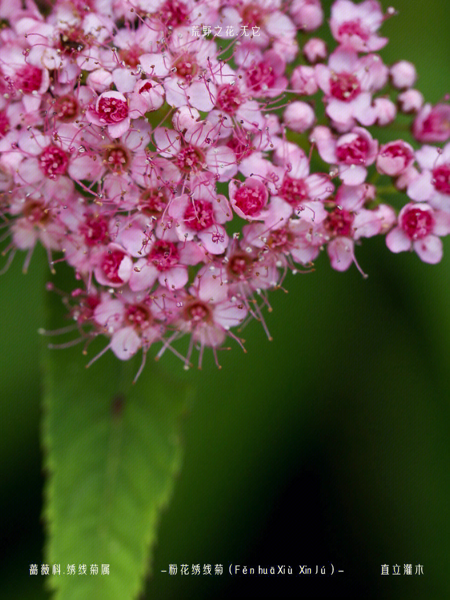 粉花绣线菊的果实图片
