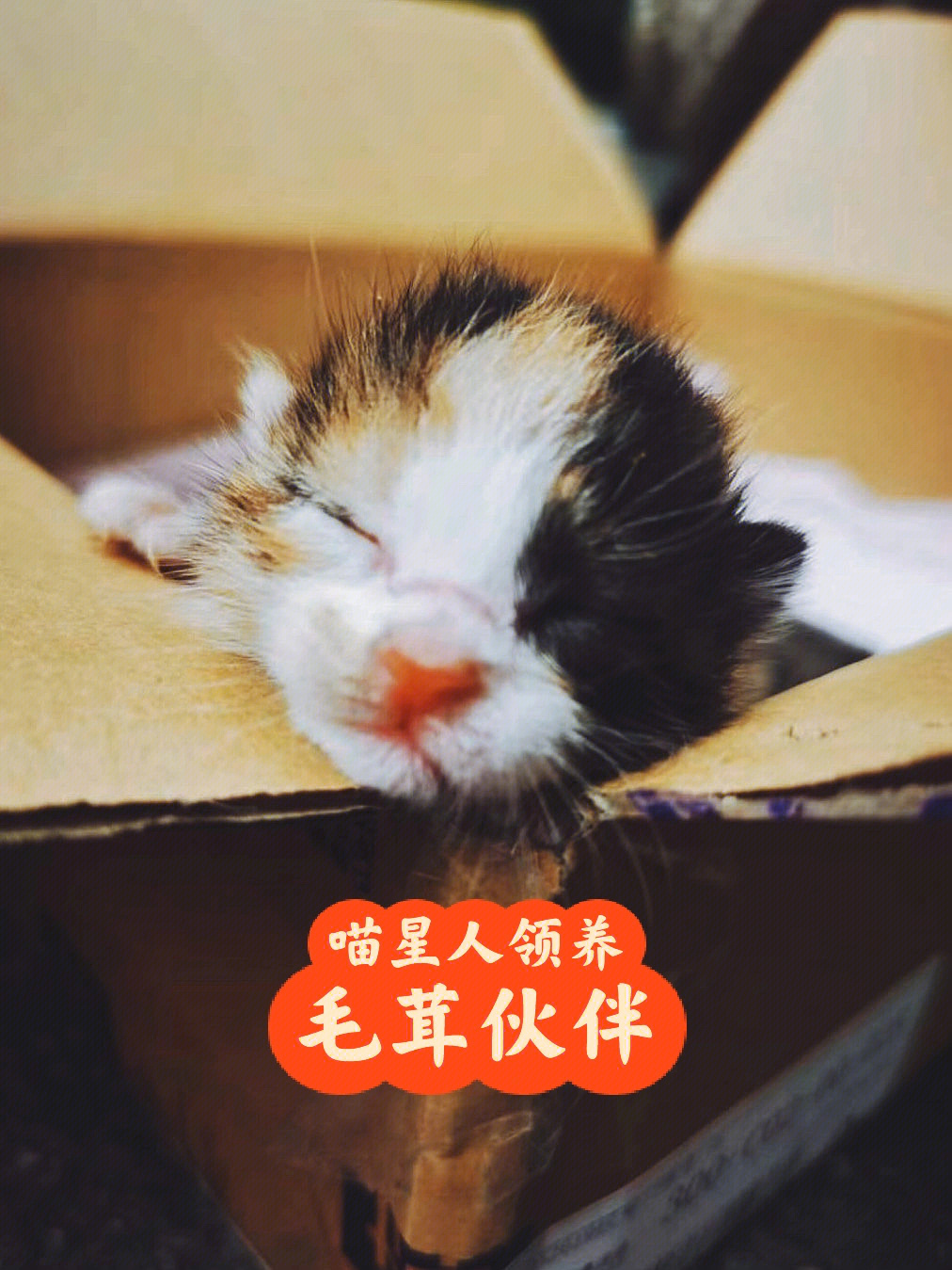 毛茸伙伴小奶猫领养standby