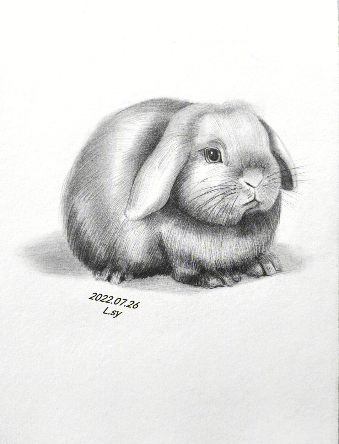 兔子素描画写实图片
