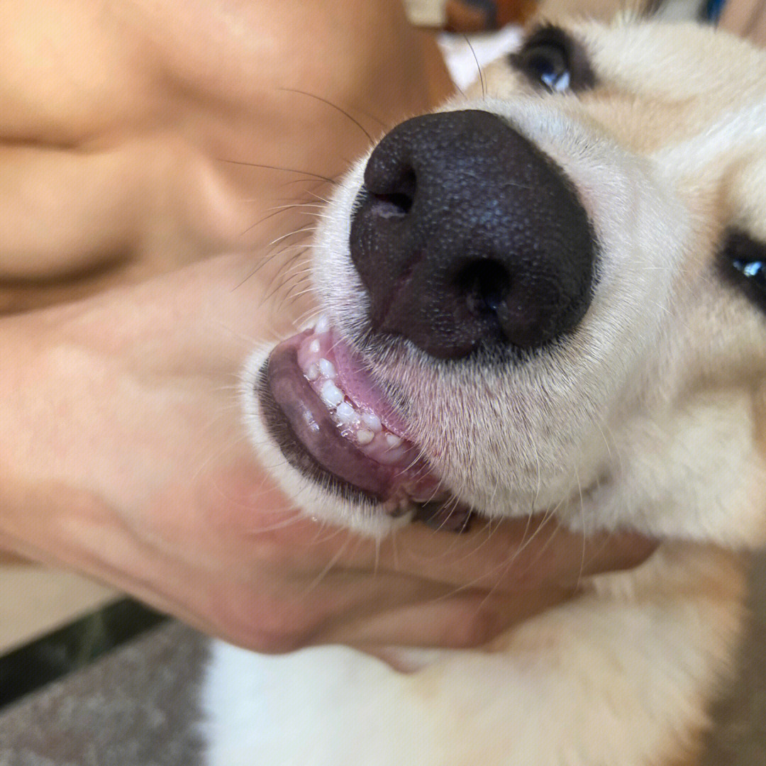 一个没注意4个月的狗子长了双排牙