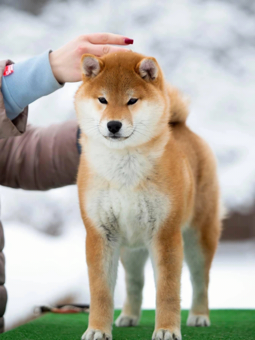 分享一些我喜欢的柴犬哪个是你的菜