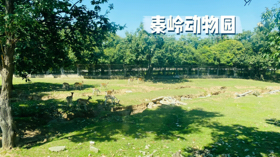 秦岭野生动物园红野人图片