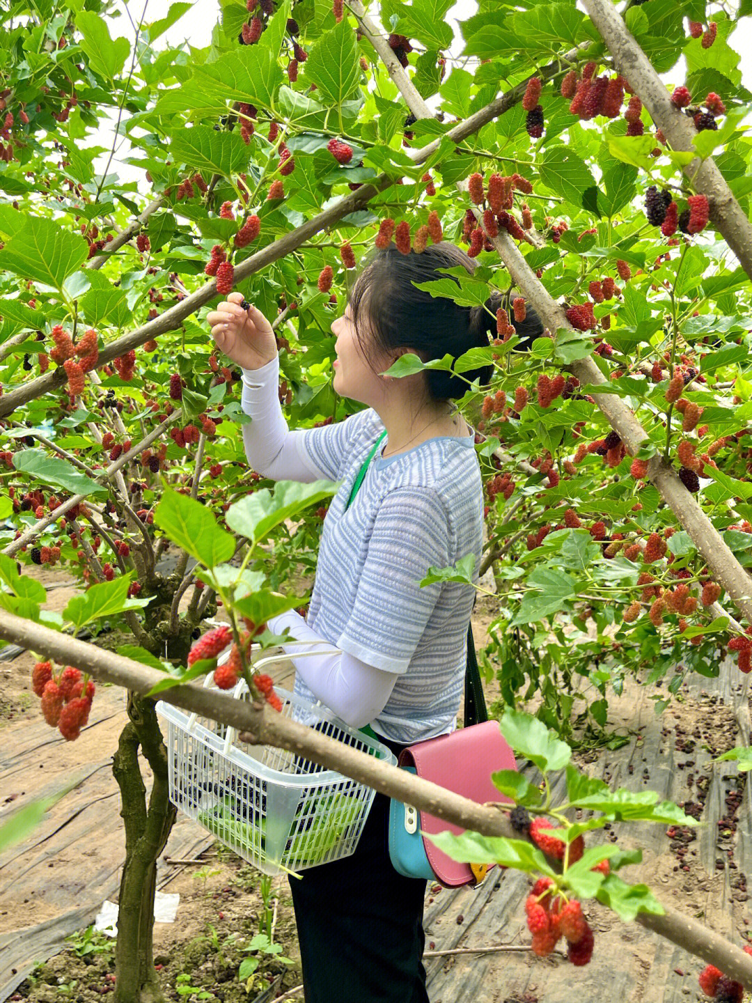 春天去哪里呀 春天去哪里 春天就去山林间摘桑葚呀!