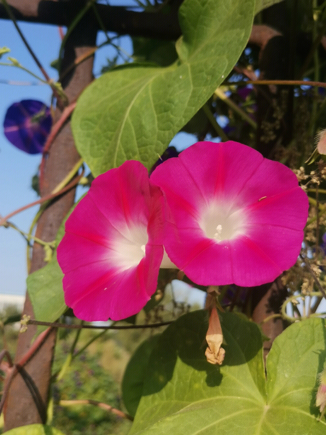 牵牛花真漂亮