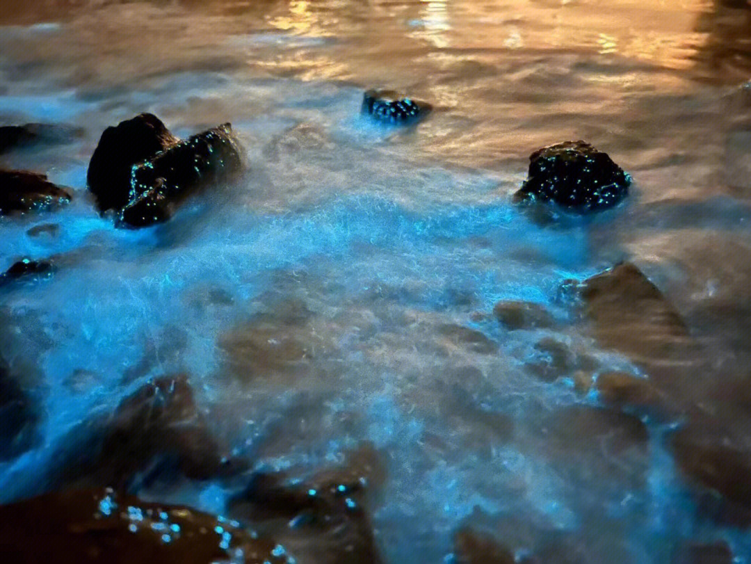 夜光藻结构图图片