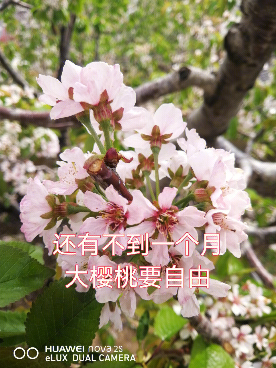 车厘子几月开花结果图片