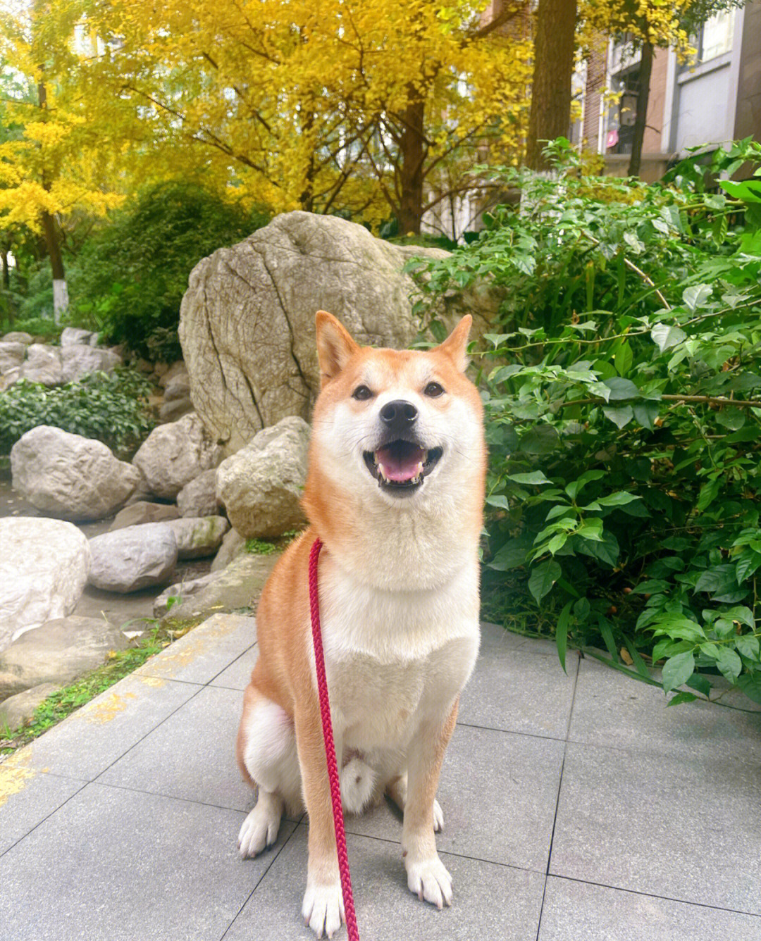 柴犬多大成年图片