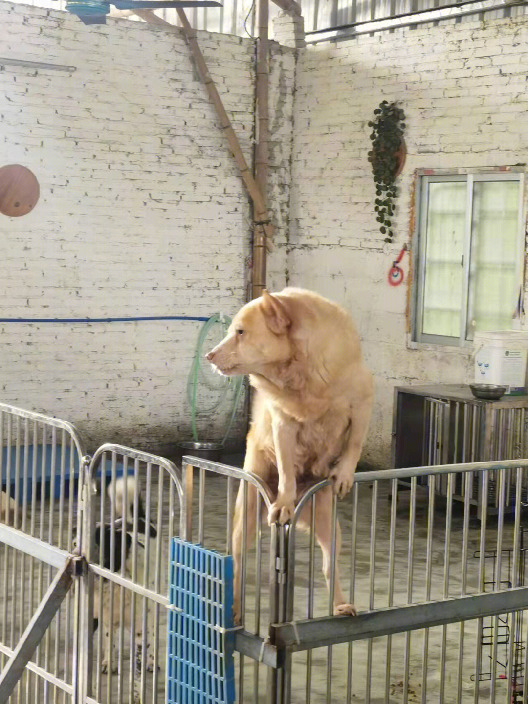 北京流浪猫狗救助站图片