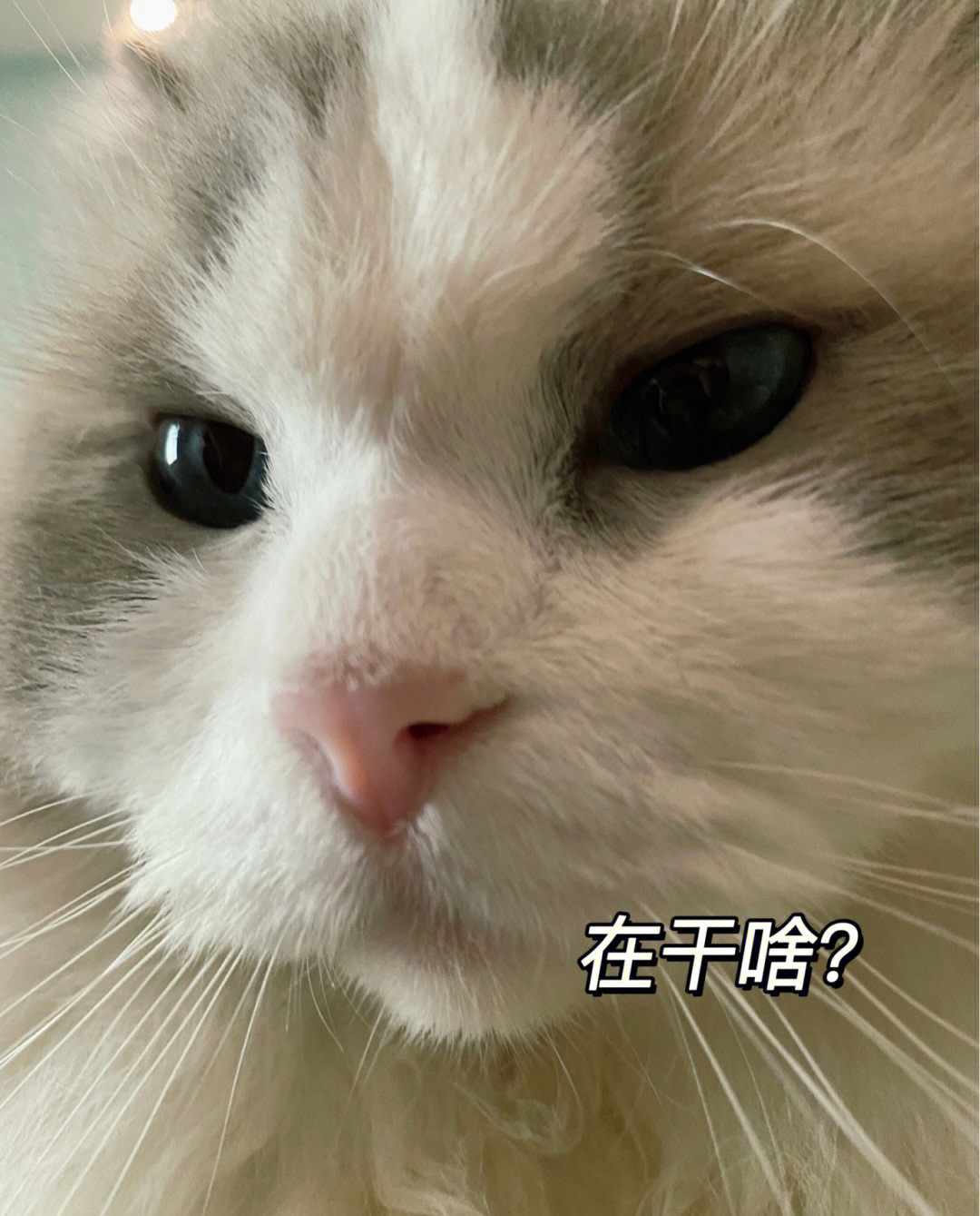 小猫咪搞笑表情包