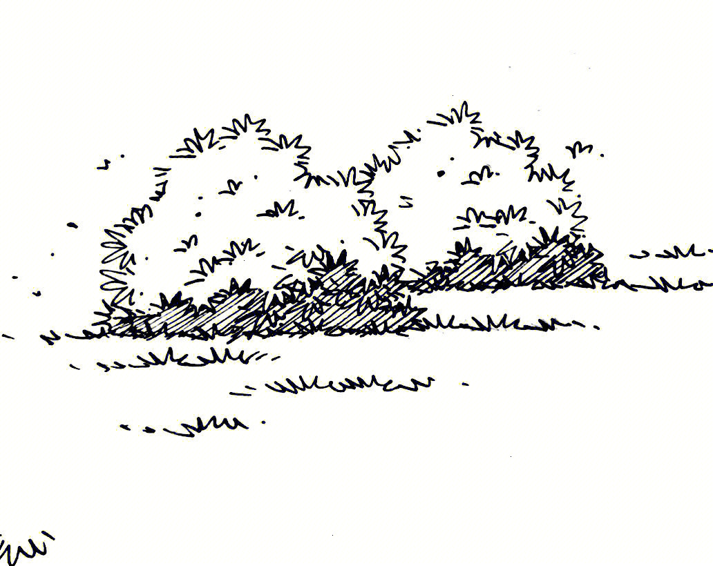 注意形状 灌木是坐在地上的 一定是上小下大第二步铅笔画出轮廓和明暗