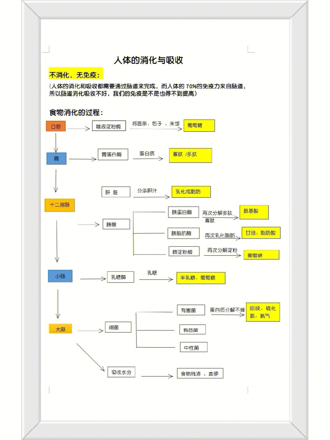 人体的消化与吸收