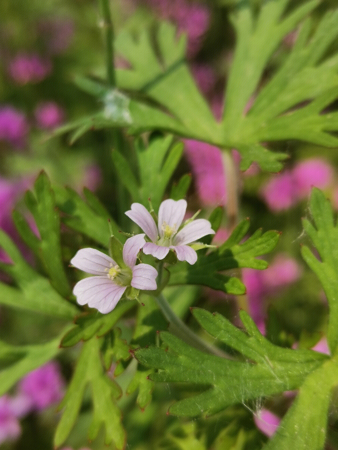 野老鹳草