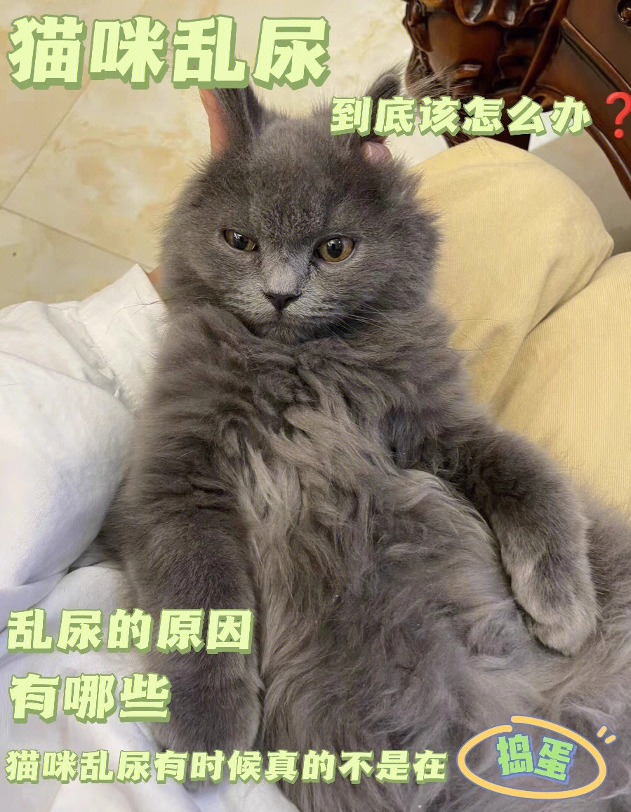 [新月r]养猫前觉得一切美好,养猫后才晓得一把屎一把尿的苦,这里面最