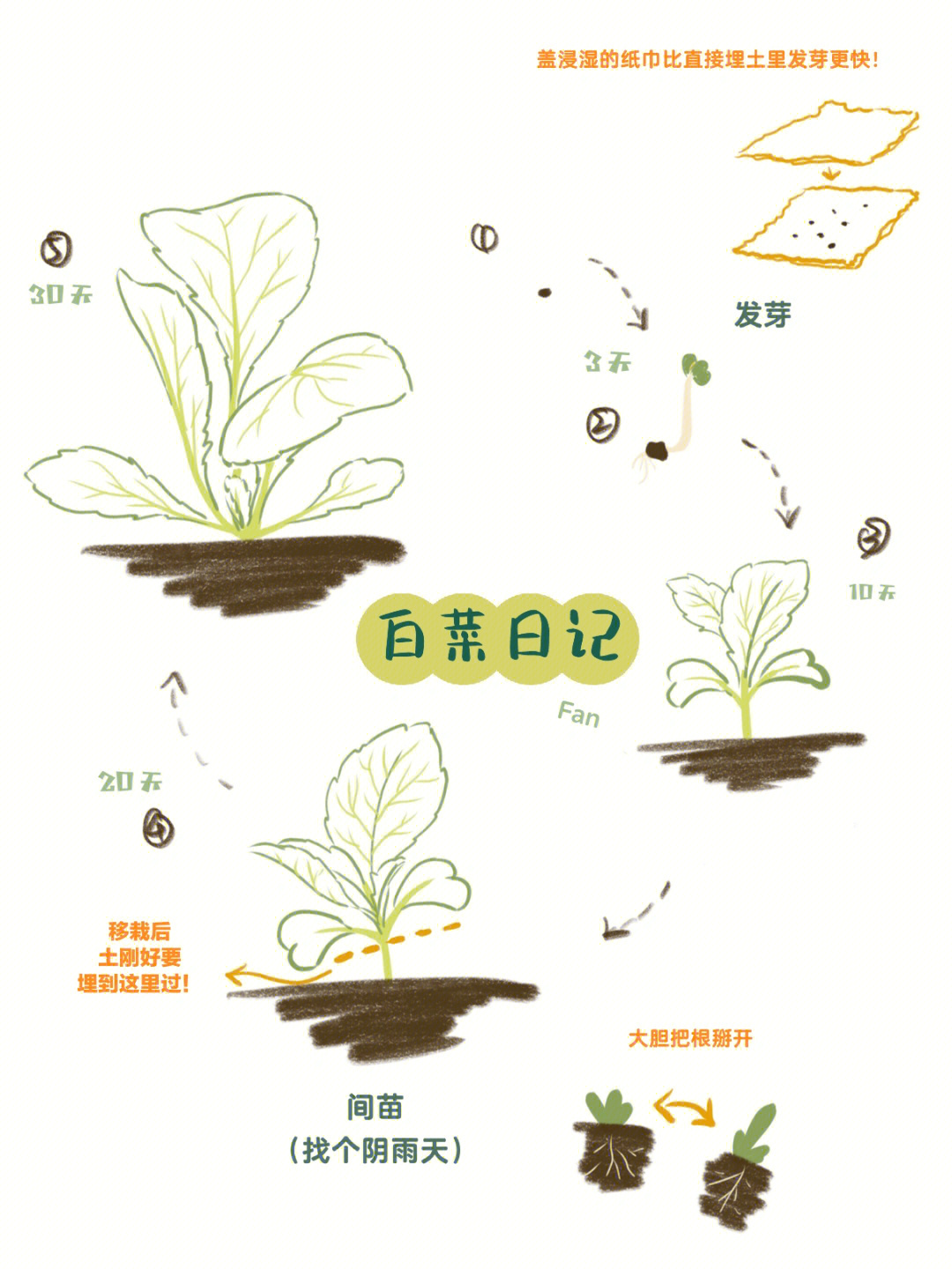 青菜种子生长过程绘画图片