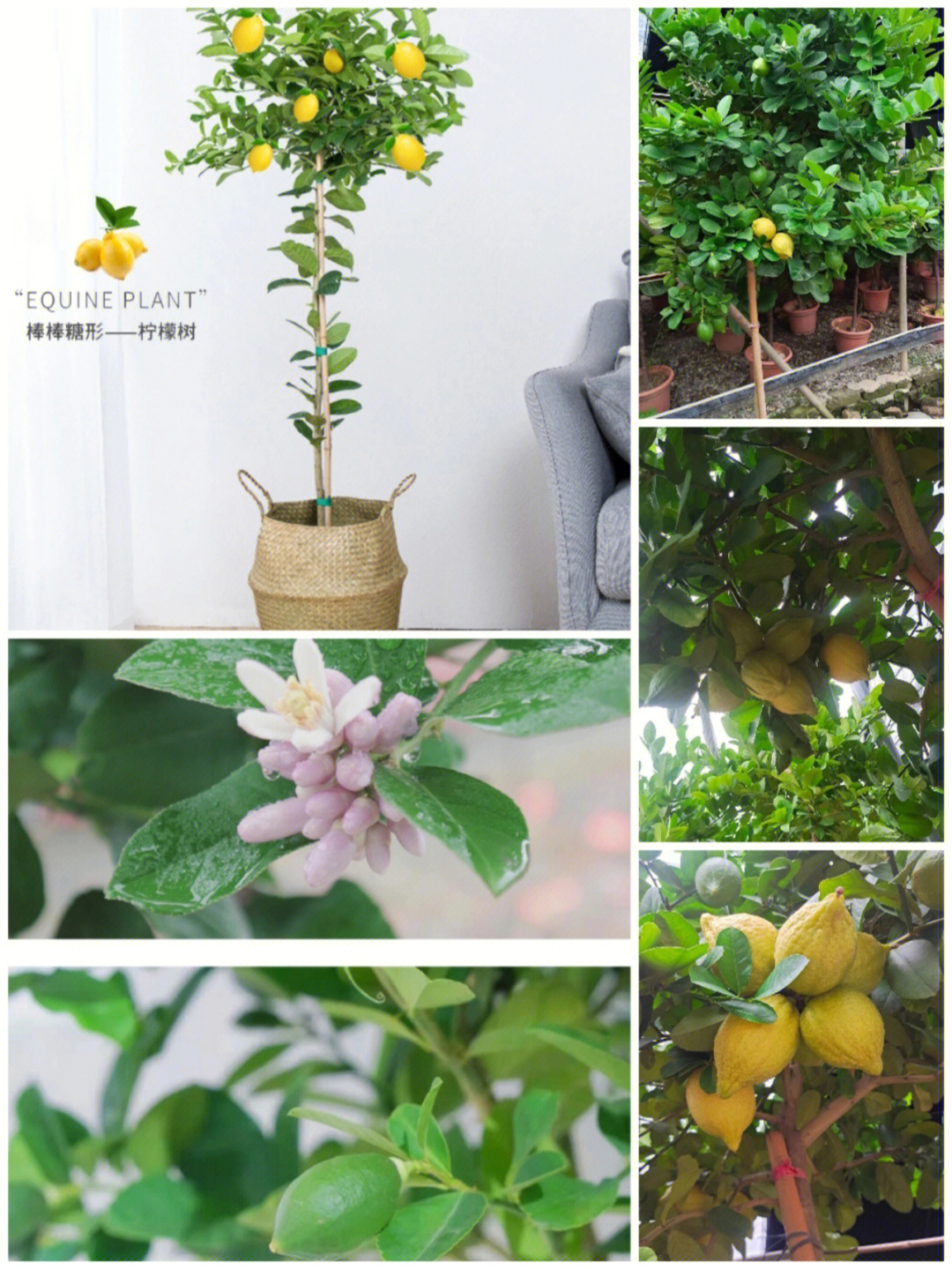 盆栽柠檬树修剪示意图图片