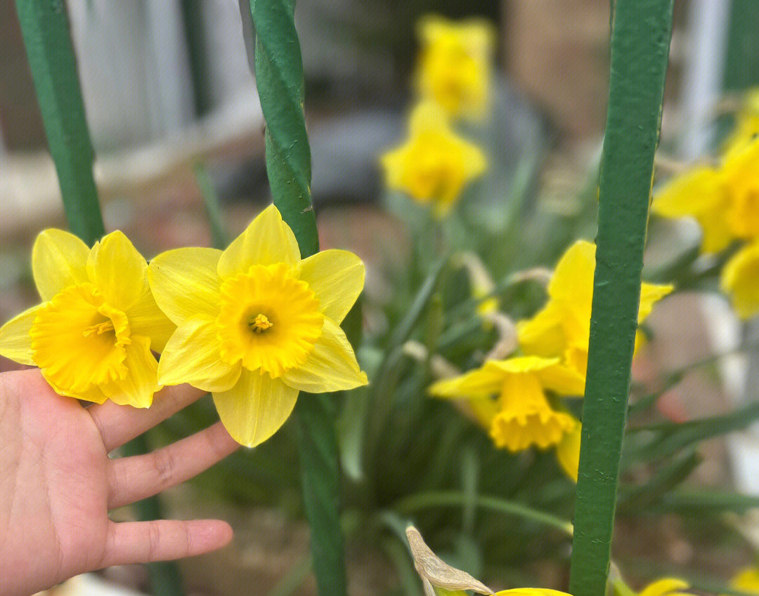 春天水仙花