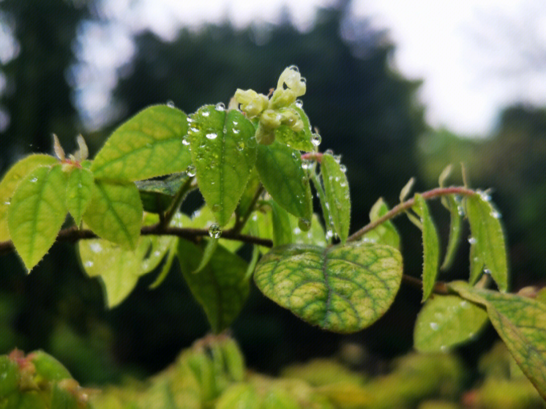 胖小花学拍照之雨露