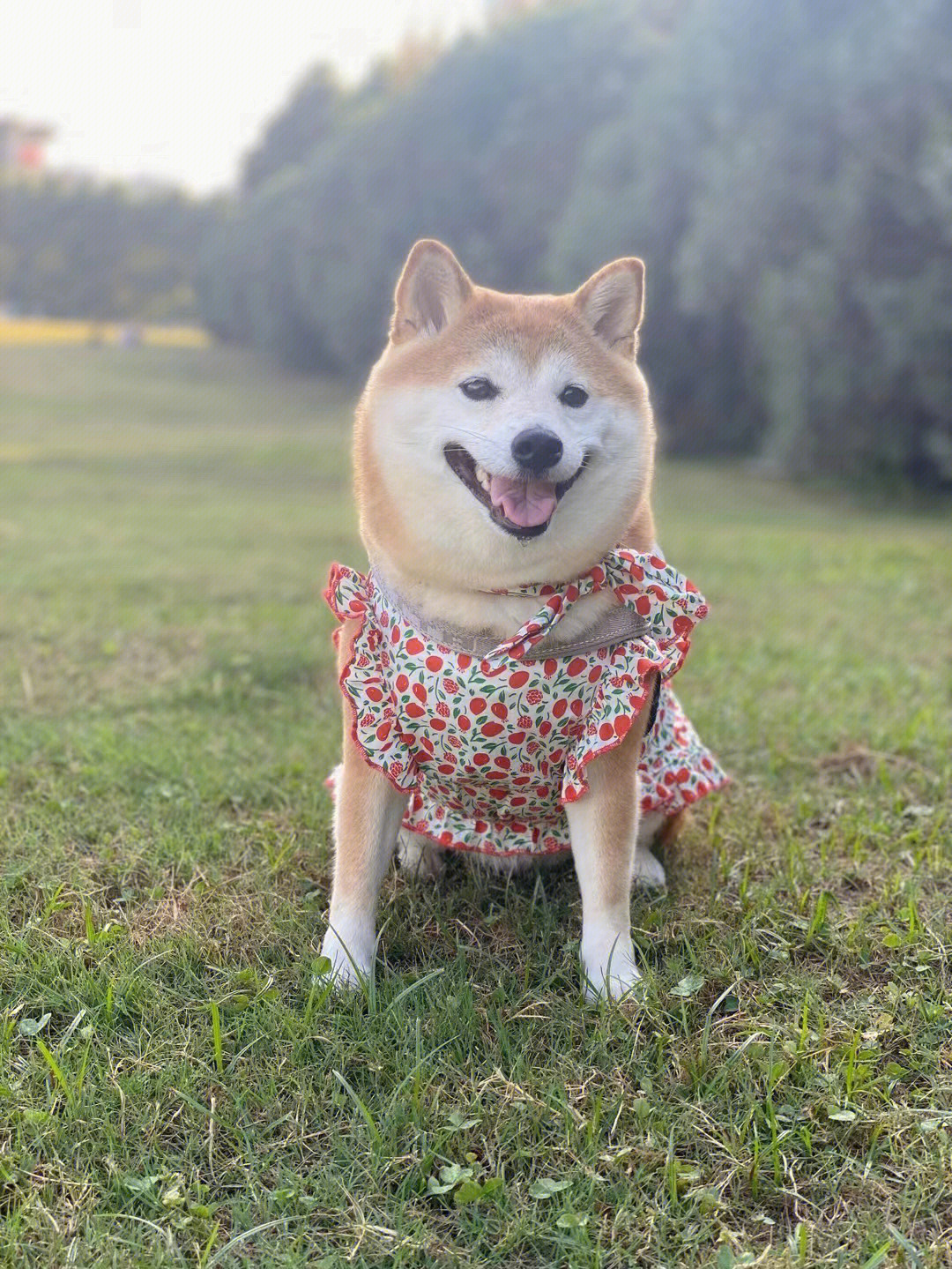 笑容逐渐放肆柴犬三连图片