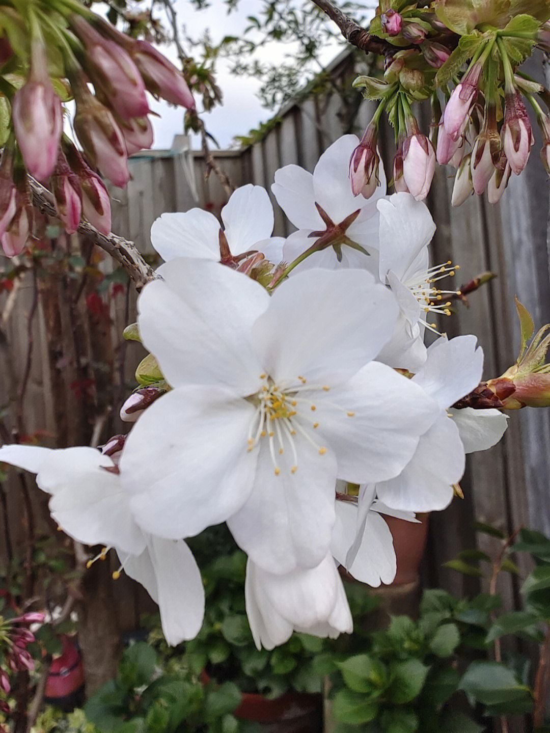 白色樱花开了