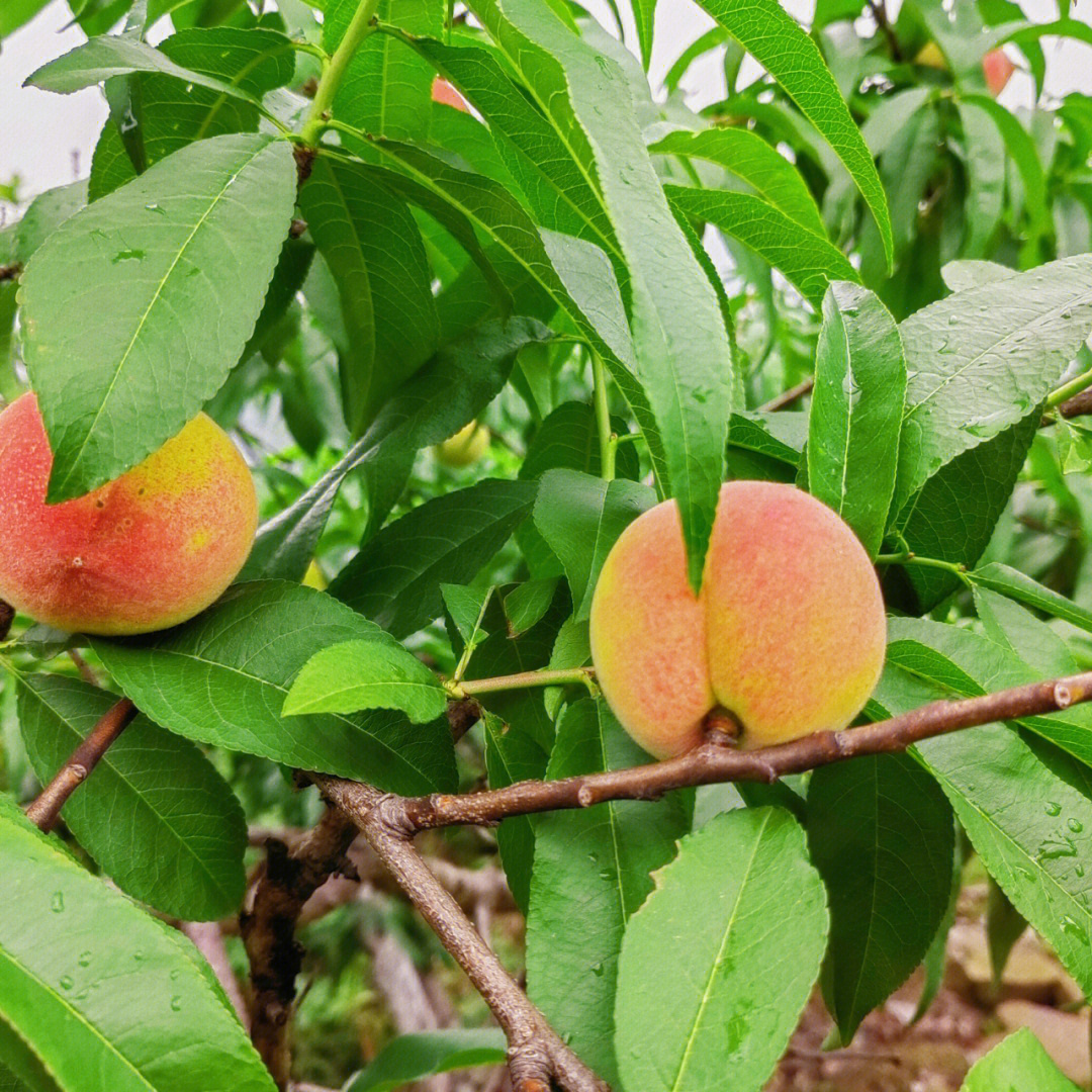 北碚采摘摘桃子西山坪