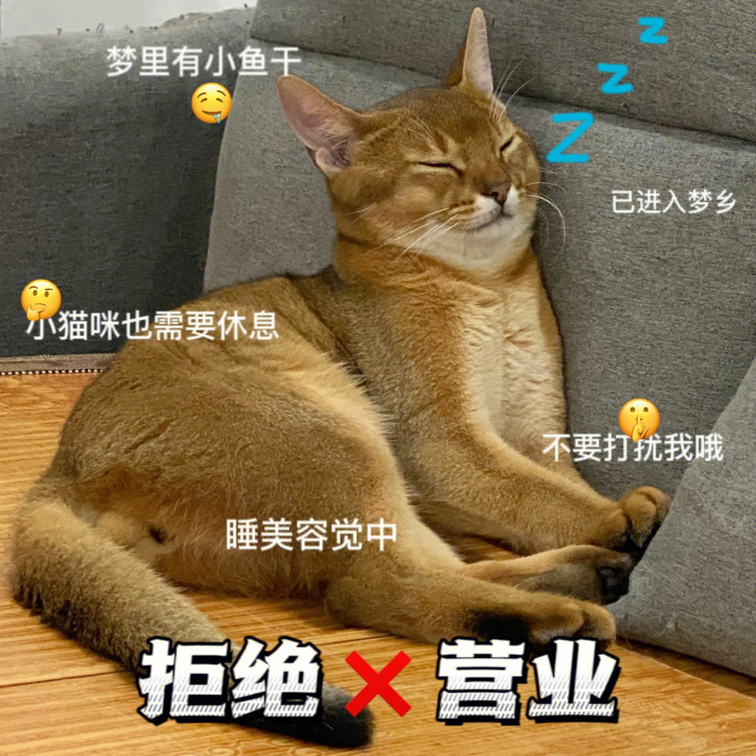 阿莫西林猫困到不行