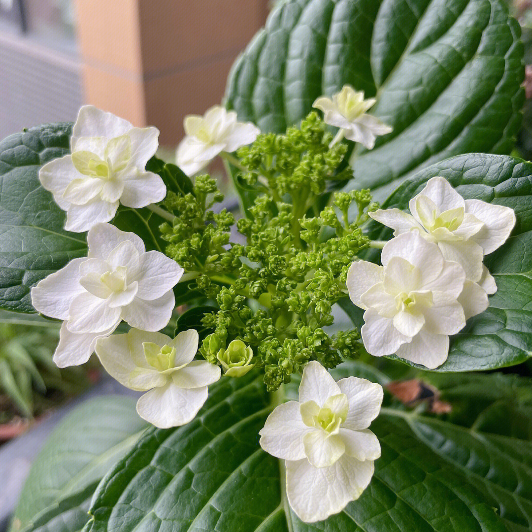 泉鸟绣球花优缺点图片