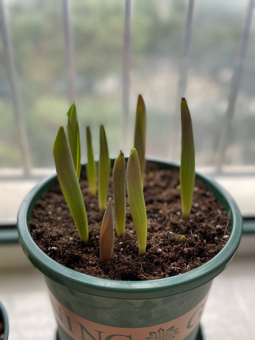 鸡蛋花幼苗图片