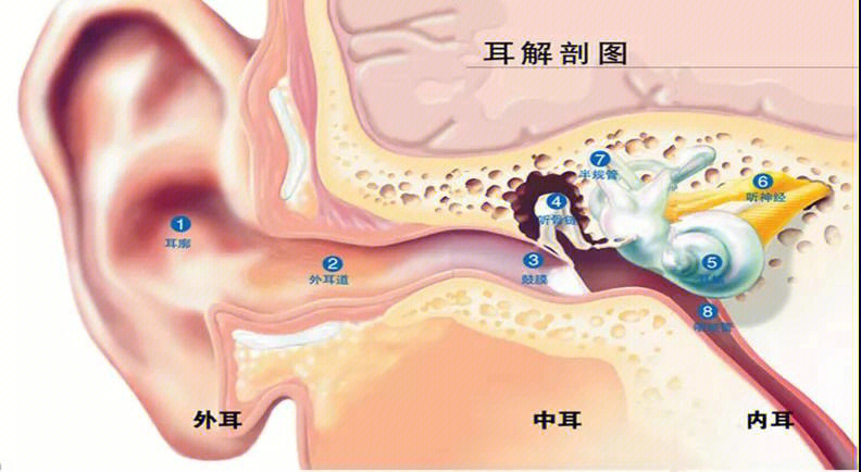 人耳具有听觉及平衡觉的功能,按其解剖部位可分为外耳,中耳及内耳三