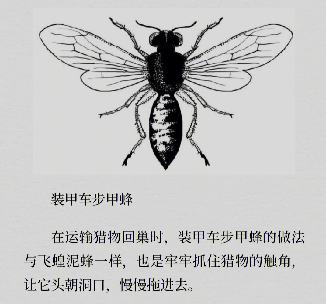 昆虫记砂泥蜂档案图片